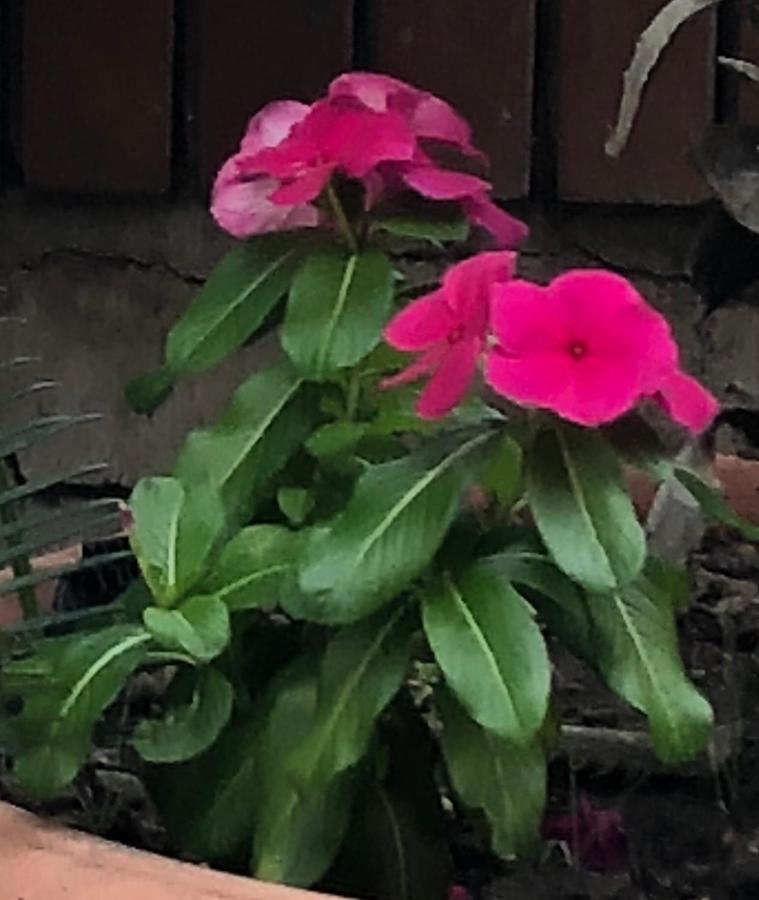 Ruins Vesuvius Bed & Breakfast Ercolano Ngoại thất bức ảnh